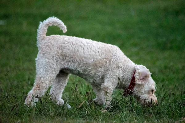 Parktaki Beyaz Köpek Bichn Fris — Stok fotoğraf