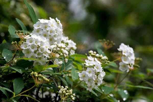 Λευκά Άνθη Της Βερμπένας — Φωτογραφία Αρχείου