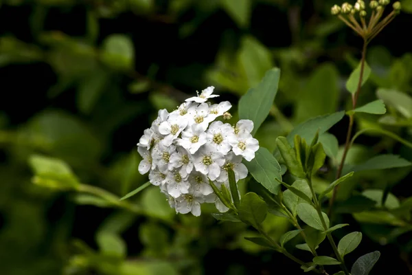 Weiße Blüten Einer Eisenkraut — Stockfoto