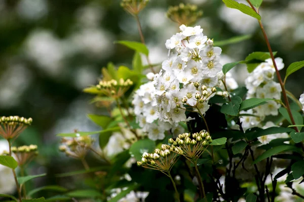 Bílé Květy Verbeny — Stock fotografie