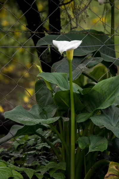 Closeup White Calla Lily — стоковое фото