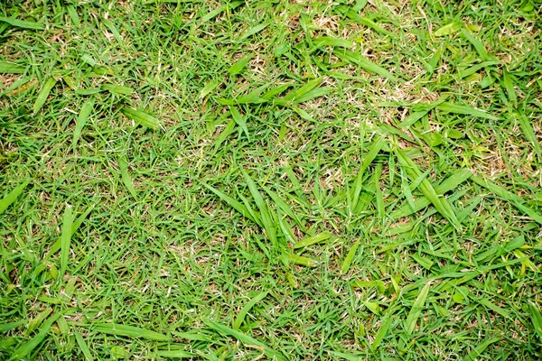 Texture Garden Grass — Stock Photo, Image