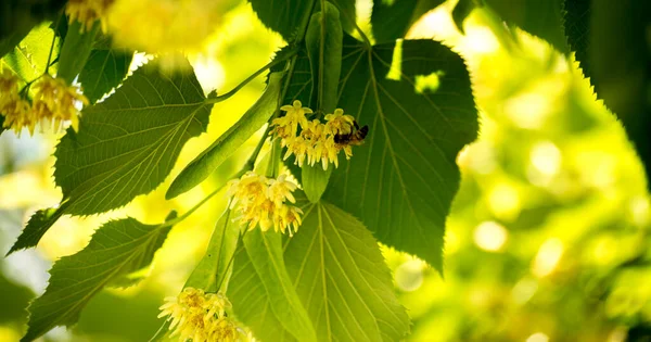 Small Bee Linden Tree — стоковое фото
