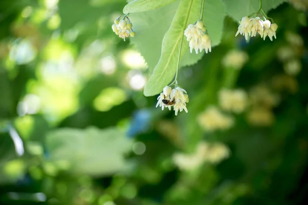 Malá Včela Lískovém Stromě — Stock fotografie