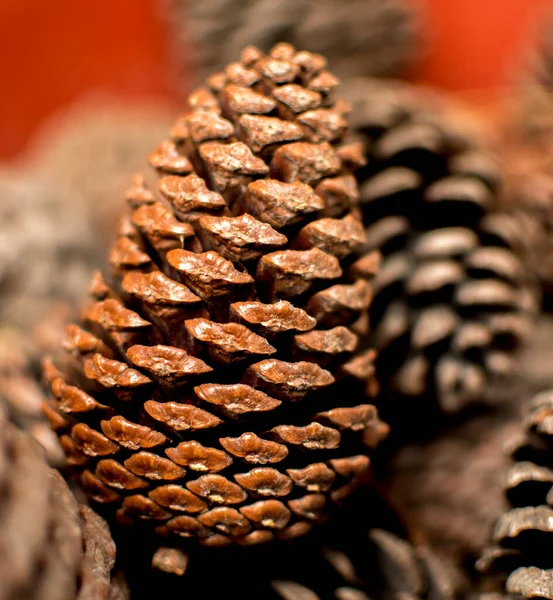 Close Pine Cones Botanical Background Stock Photo