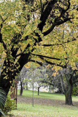Bir sonbahar bahçesinin manzarası