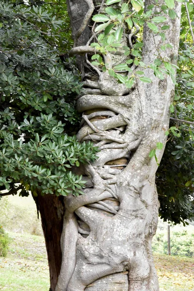 Verflochtene Baumwurzeln Naturfotografie — Stockfoto