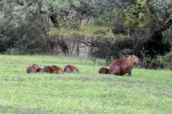 Πορτρέτο Οικογένειας Capybaras — Φωτογραφία Αρχείου
