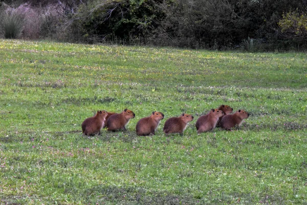 Portrait Family Capybaras — стоковое фото