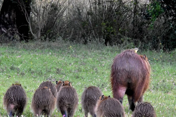 Portrait Family Capybaras — ストック写真