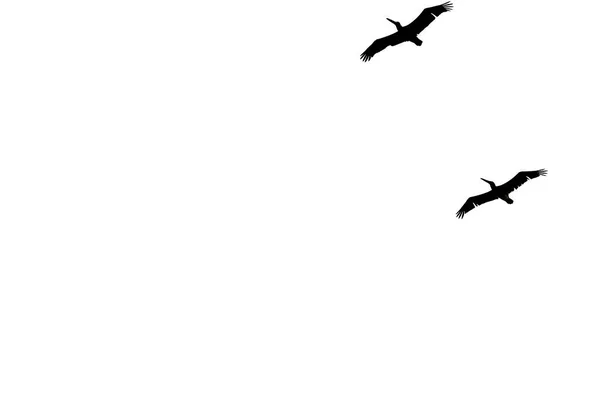 Vögel Fliegen Himmel Wildtiere — Stockfoto