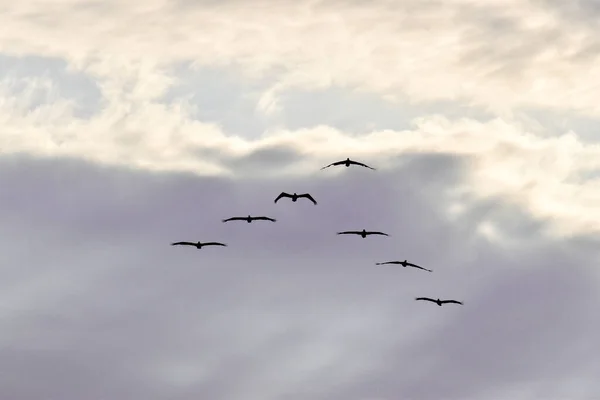 Oiseaux Volant Dans Ciel Nuageux — Photo