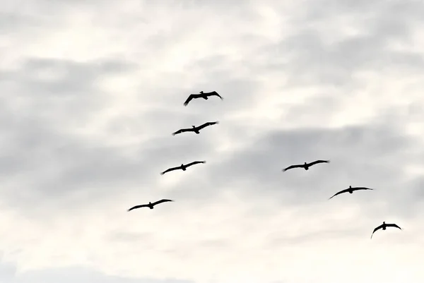 Fåglar Flyger Molnig Himmel — Stockfoto