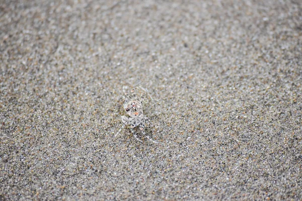 Krabben Getarnt Sand Strand — Stockfoto