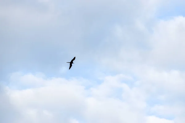 Kuşlar Gökyüzünde Uçuyor Vahşi Hayvanlar — Stok fotoğraf