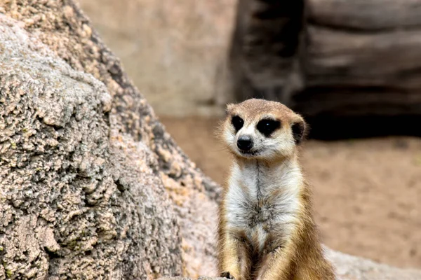 Retrato Curioso Meerkat — Fotografia de Stock