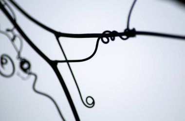 Asma filizleri. kıvırcık çizim