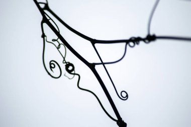 Asma filizleri. kıvırcık çizim