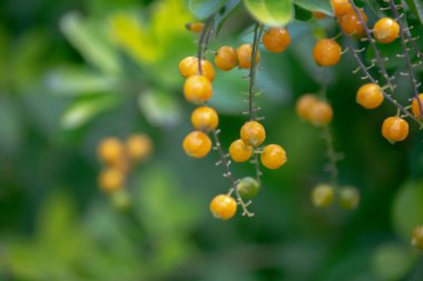 Duranta bitkisinin sarı tohumları