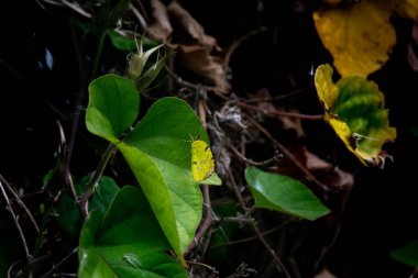 limon kelebeği ya da Eurema deva bir bitkinin yaprakları üzerinde