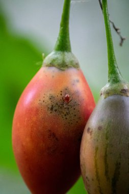kırmızı küçük karınca Solanum betaceum meyvesi üzerinde