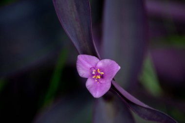 Tradescantia pallida çiçekleri