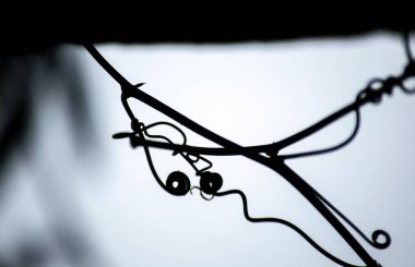 Asma filizleri. kıvırcık çizim