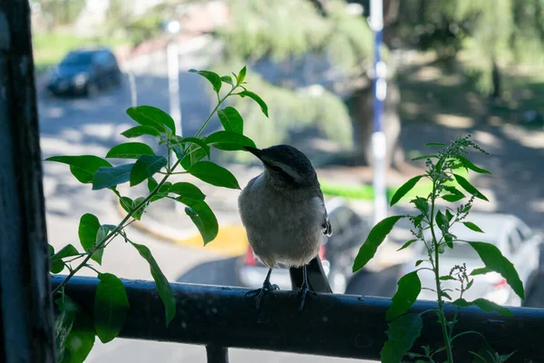 窓のカランドリアが閉まり — ストック写真