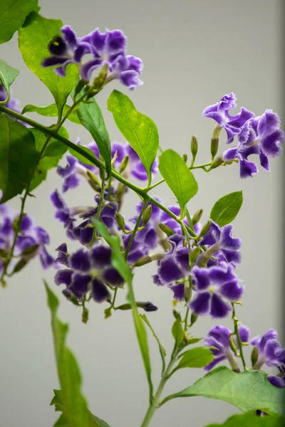 Primo Piano Fiori Viola Natura — Foto Stock