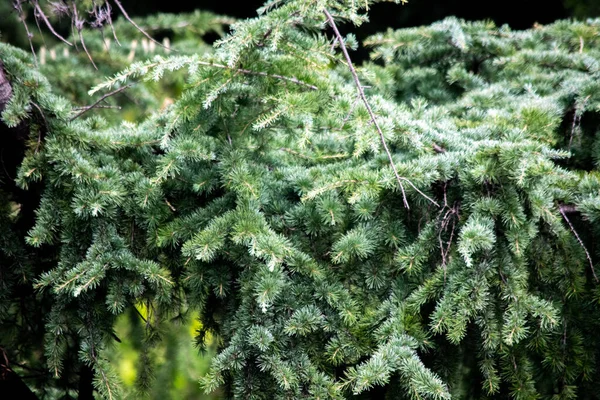 Nature Background Branches Pine —  Fotos de Stock