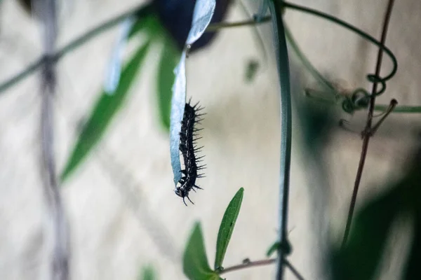 Bir Bitkinin Dallarında Kelebek Tırtılı — Stok fotoğraf