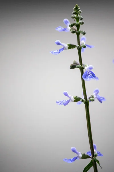 Salvia Pallida Celeste Naturfoto — Stockfoto