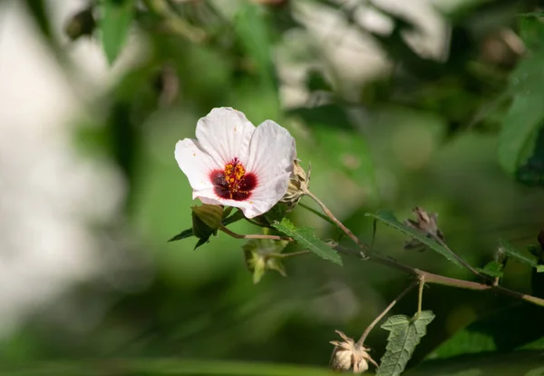 Квіти Павільйони Халата — стокове фото
