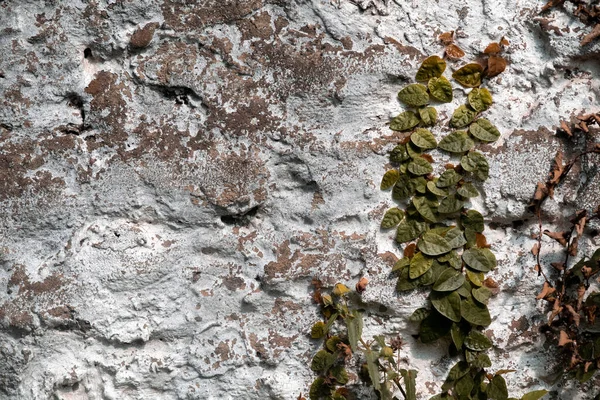 Fond Mur Avec Vigne Ficus Repens — Photo