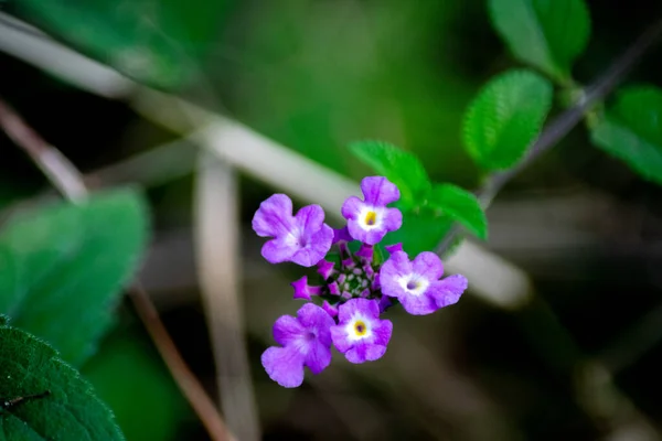 Fleurs Lantana Rampant — Photo