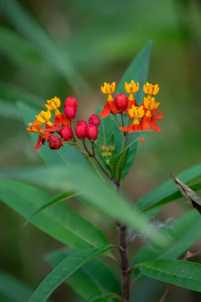 Red Yellow Flower Asclepia — ストック写真