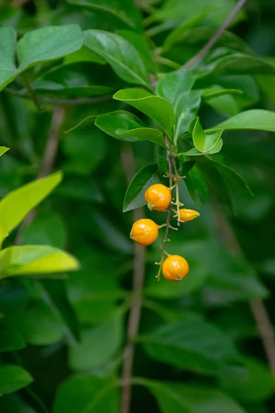 Gelbe Samen Der Aufrechten Duranta Pflanze — Stockfoto