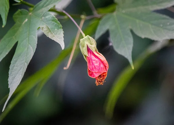 Fiore Rosso Abutilon — Foto Stock