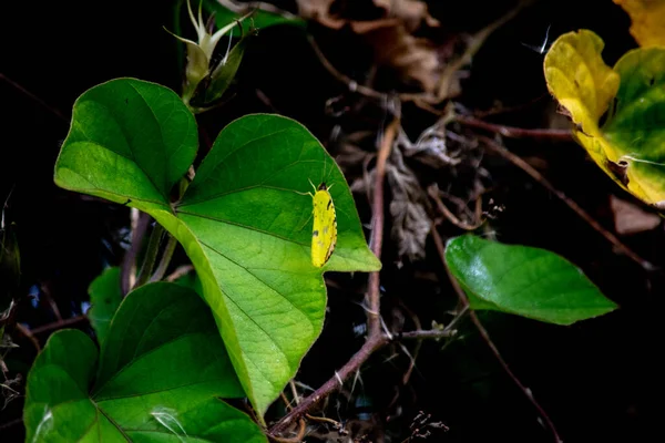 植物叶子上的柠檬蝴蝶或菊花 — 图库照片