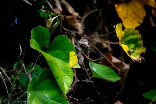 limon kelebeği ya da Eurema deva bir bitkinin yaprakları üzerinde