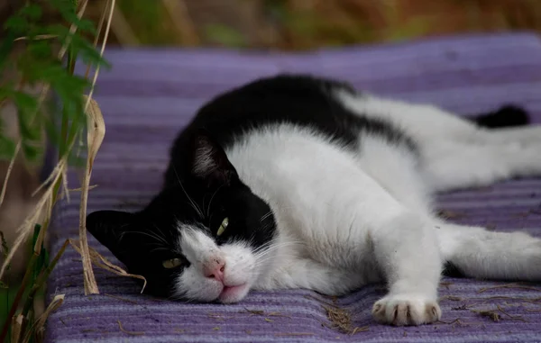 Gato Preto Branco Descansando Chão — Fotografia de Stock