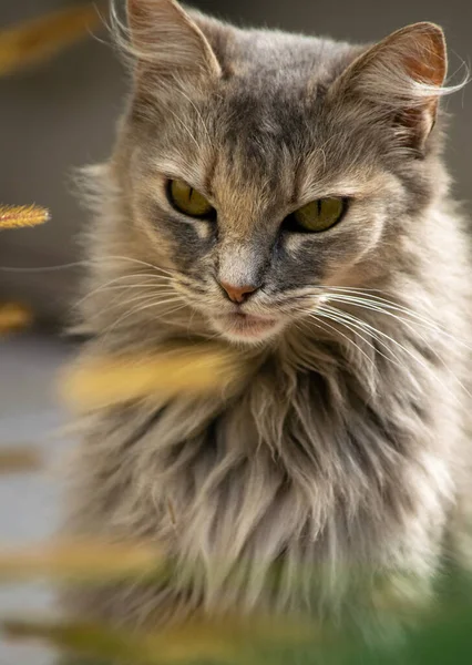 Portrait Beautiful Cat — Stock Photo, Image