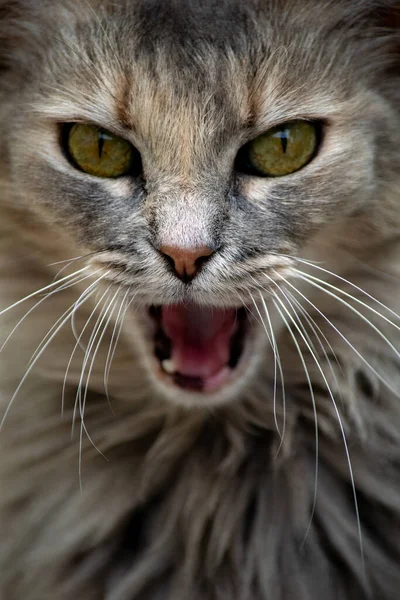 Portrait Beautiful Cat — Stock Photo, Image