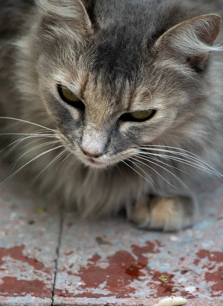 Retrato Belo Gato — Fotografia de Stock