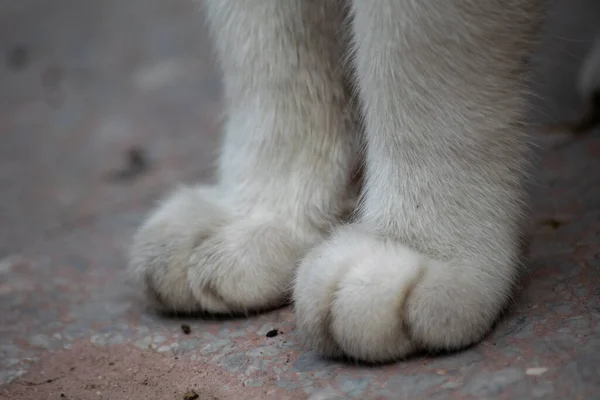 Close Das Patas Gato — Fotografia de Stock