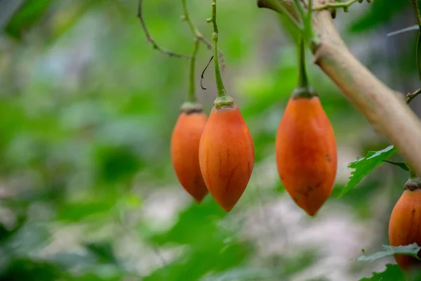 Solanum Betaceum Pomodori Bambini Alberi Pomodori Campo Tamarillo — Foto Stock