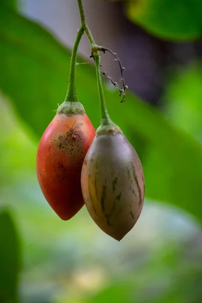 Solanum Betaceum Tomate Pimenta Árvore Tomate Campo Tamarillo — Fotografia de Stock
