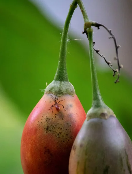 Piros Kis Hangya Egy Solanum Betaceum Gyümölcsön — Stock Fotó