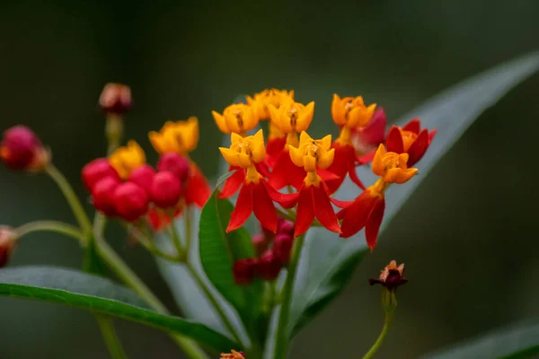 Fiore Rosso Giallo Asclepia — Foto Stock