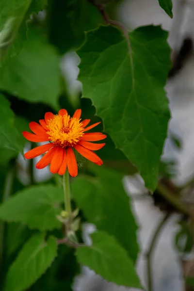 红菊花的特写照片 — 图库照片